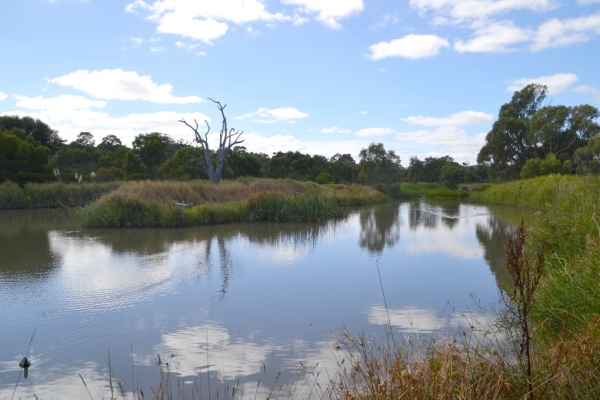 Zdjęcie z Australii - Rozlewiska strumienia Christies Creek w Morphett Vale