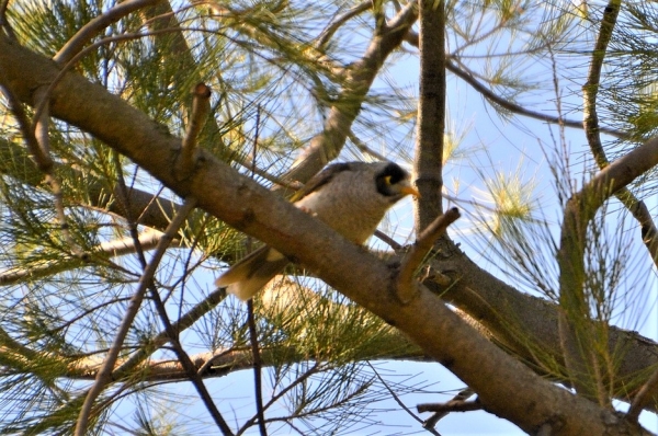 Zdjęcie z Australii - ... Miodożer maskowy (Manorina melanocephala)