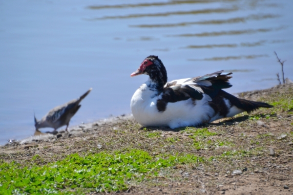 Zdjęcie z Australii - Jest i  kaczka piżmowa (Cairina moschata) albo jakas jej hybryda