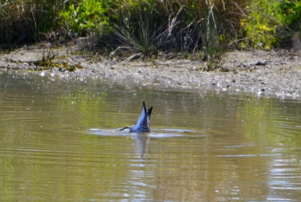 Zdjęcie z Australii - Grzywienka skubie podwodna trawke