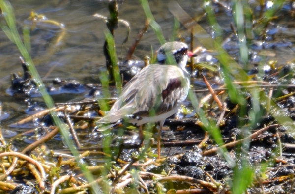 Zdjęcie z Australii - Sieweczka czarnoczelna, Elseyornis melanops