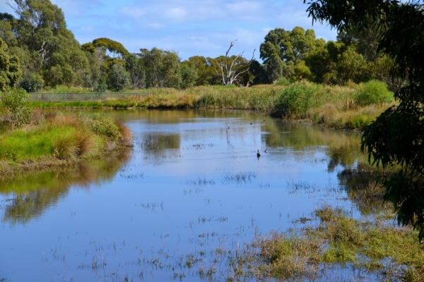 Zdjęcie z Australii - Rozlewiska w Morphett Vale