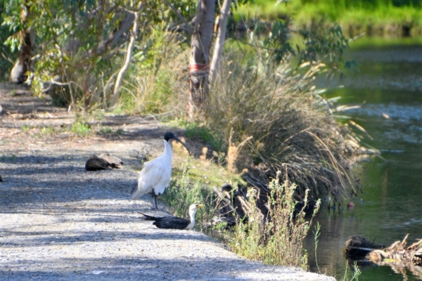 Zdjęcie z Australii - Kormoran białolicy, ibis i drzemiace kaczuchy