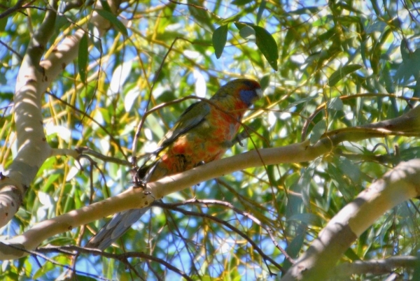 Zdjęcie z Australii - Mloda rozella królewska (Platycercus elegans)