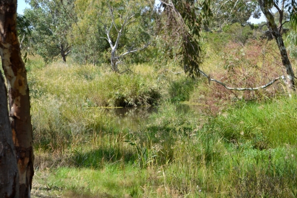 Zdjęcie z Australii - Przede mna maly stawik