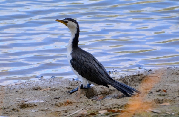 Zdjęcie z Australii - Na brzegu kormoran srokaty pieknie mi zapozowal