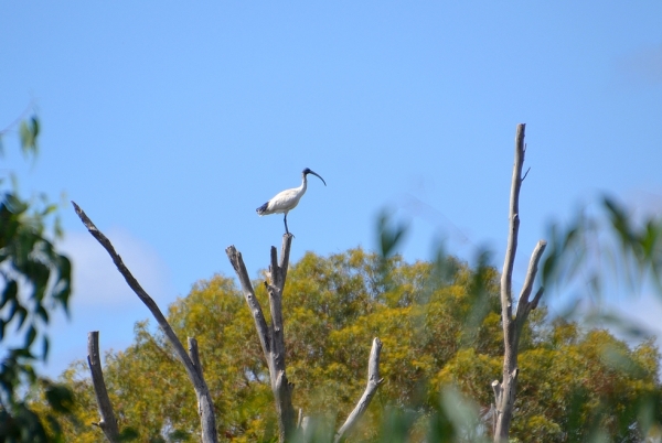 Zdjęcie z Australii - Na suchym drzewie usiadl ibis