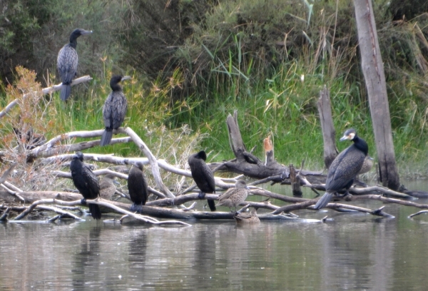 Zdjęcie z Australii - Kormoran zwyczajny ze swoją świtą