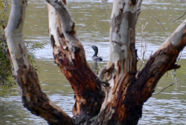 Zdjęcie z Australii - Kormoran bruzdodzioby