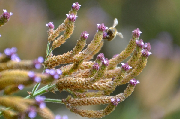 Zdjęcie z Australii - Fauna i flora