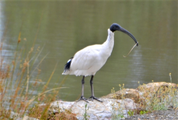 Zdjęcie z Australii - Drugi ibis chyba mysli o budowie gniazda