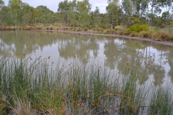 Zdjęcie z Australii - Rozlewiska strumienia Glenloth Creek