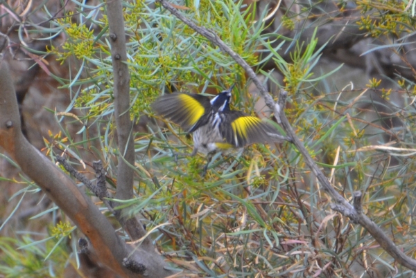 Zdjęcie z Australii - Miodaczek białouchy (Phylidonyris novaehollandiae) 