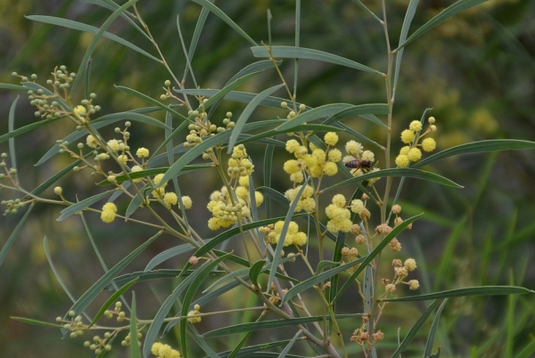 Zdjęcie z Australii - Fauna i flora 