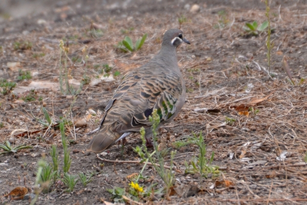 Zdjęcie z Australii - Błyskolotka białogardła (Phaps chalcoptera) - samiczka