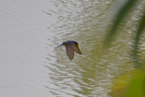 Zdjęcie z Australii - Nad stawem leci jaskółka australijska (Hirundo neoxena)