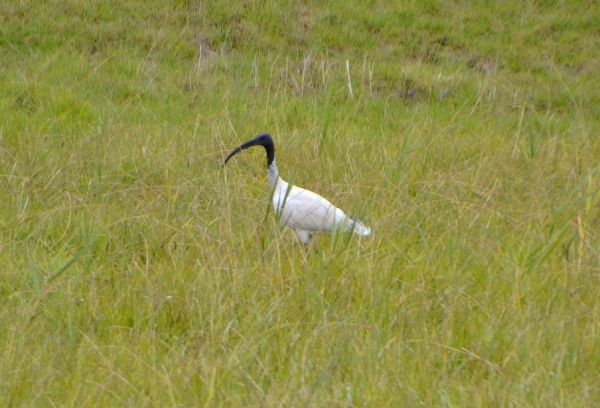 Zdjęcie z Australii - Ibis poluje na pasikoniki