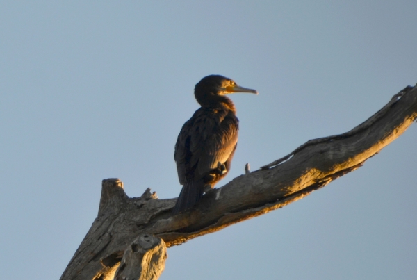 Zdjęcie z Australii - Kormoran zwyczajny / kormoran czarny (Phalacrocorax carbo)