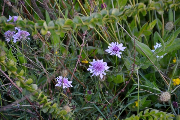 Zdjęcie z Australii - Flora...