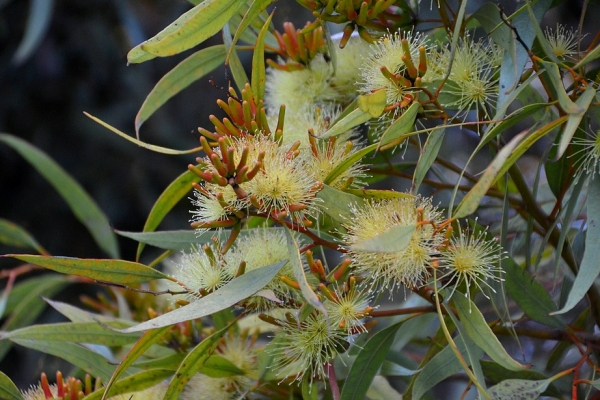 Zdjęcie z Australii - Flora...