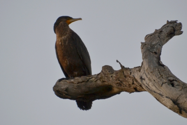 Zdjęcie z Australii - Kormoran zwyczajny / kormoran czarny (Phalacrocorax carbo)