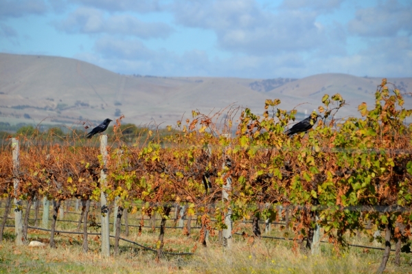 Zdjęcie z Australii - Maj 2021, w drodze na mokradla Aldinga Wetlands