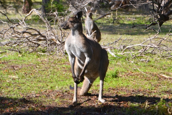 Zdjęcie z Australii - 