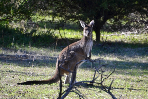 Zdjęcie z Australii - Wszedzie kangury :)