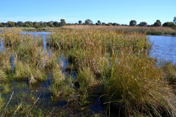 Zdjęcie z Australii - Docieram do rozlewisk Aldinga Wetlands