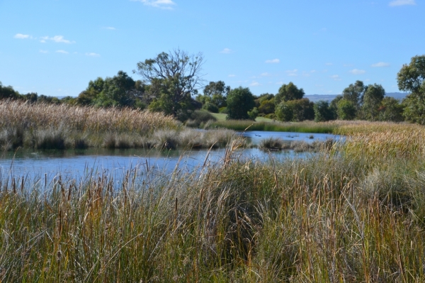 Zdjęcie z Australii - Rozlewiska Aldinga Wetlands