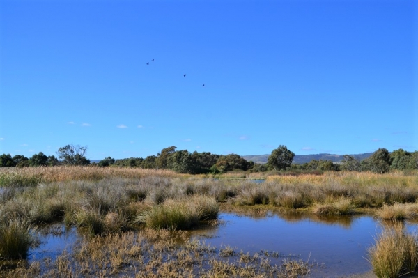 Zdjęcie z Australii - Rozlewiska Aldinga Wetlands