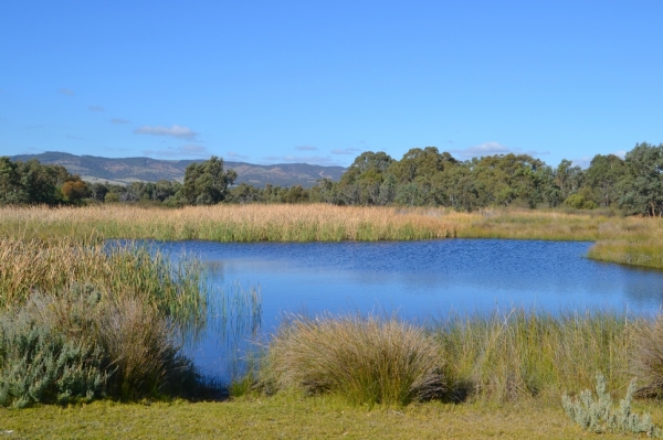 Zdjęcie z Australii - Rozlewiska Aldinga Wetlands