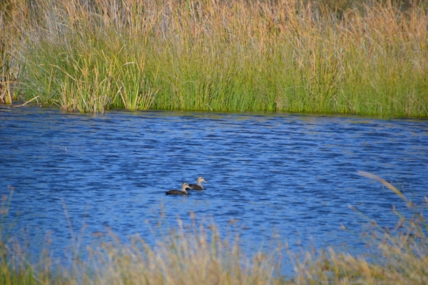 Zdjęcie z Australii - Rozlewiska Aldinga Wetlands