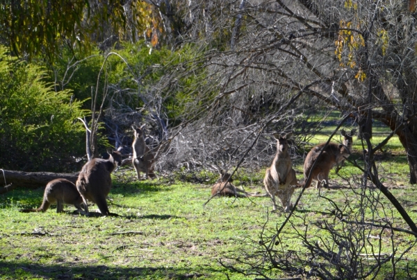 Zdjęcie z Australii - I wiecej kangrow