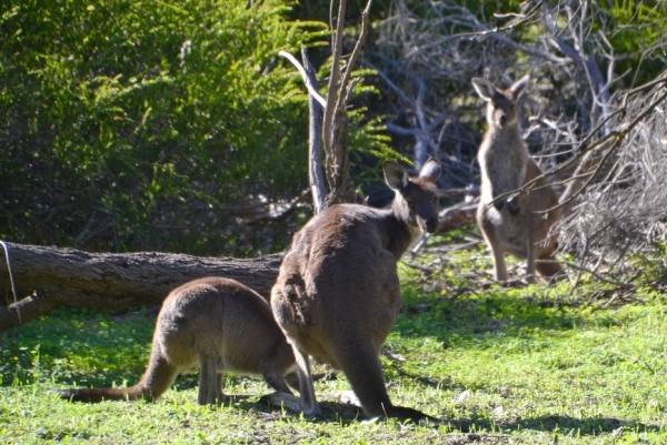 Zdjęcie z Australii - 