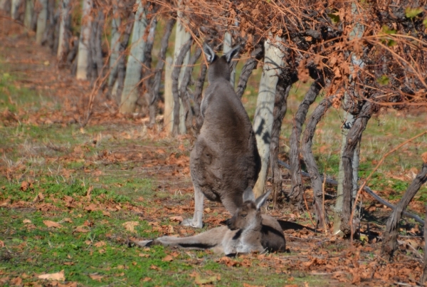 Zdjęcie z Australii - 