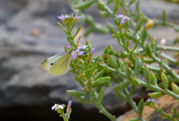 Zdjęcie z Australii - Plazowa fauna i flora