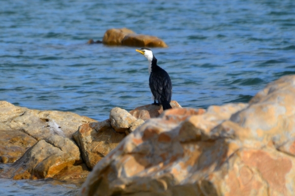 Zdjęcie z Australii - Dalej  urzeduje kormoran białolicy