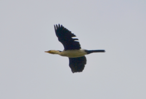 Zdjęcie z Australii - A w gorze kormoran białolicy