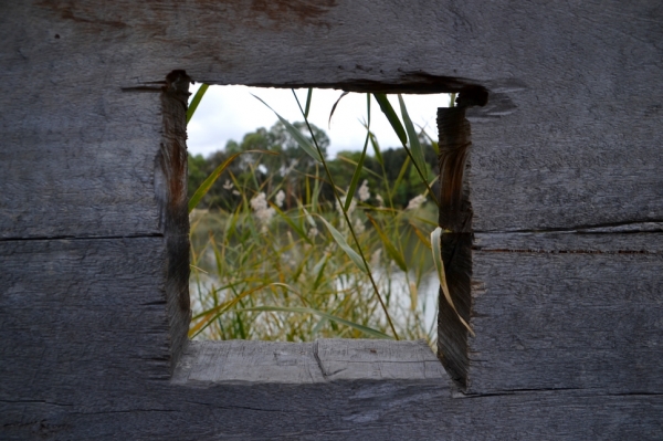 Zdjęcie z Australii - Nie polamalem tych trzcin, niestety