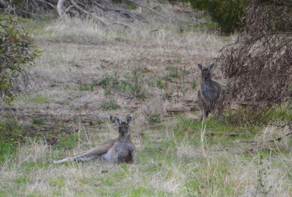 Zdjęcie z Australii - I kolejne dwa :)