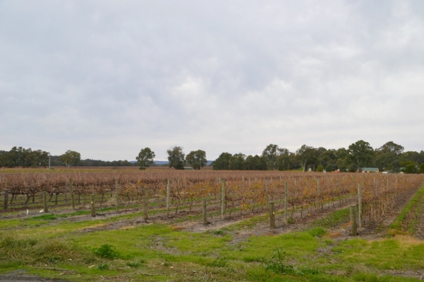 Zdjęcie z Australii - Winnice McLaren Vale w zimowej szacie