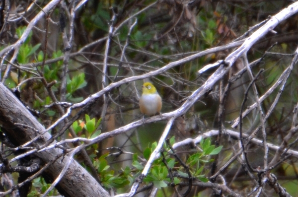 Zdjęcie z Australii - Szlarnik rdzawoboczny (Zosterops lateralis) 