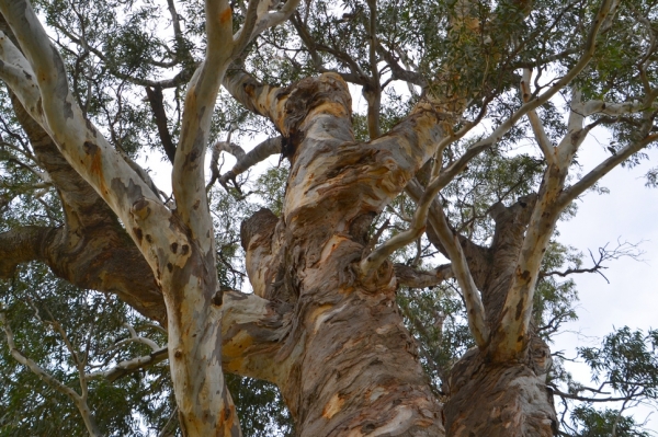 Zdjęcie z Australii - Jakas niesamowita odmiana eulaliptusa