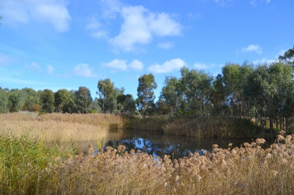 Zdjęcie z Australii - Rozlewiska strumienia Glenloth Creek