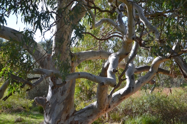 Zdjęcie z Australii - Fantazyjnie powykrecany eukaliptus