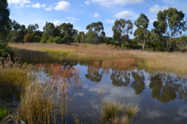 Zdjęcie z Australii - Rozlewiska strumienia Glenloth Creek