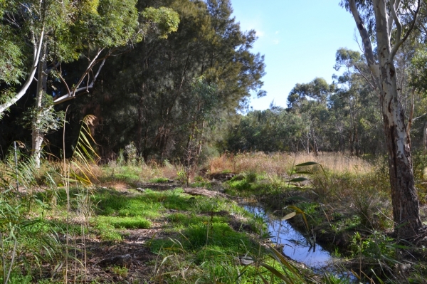 Zdjęcie z Australii - A oto i  strumień Glenloth Creek, ktory zasila wodą rozlewiska