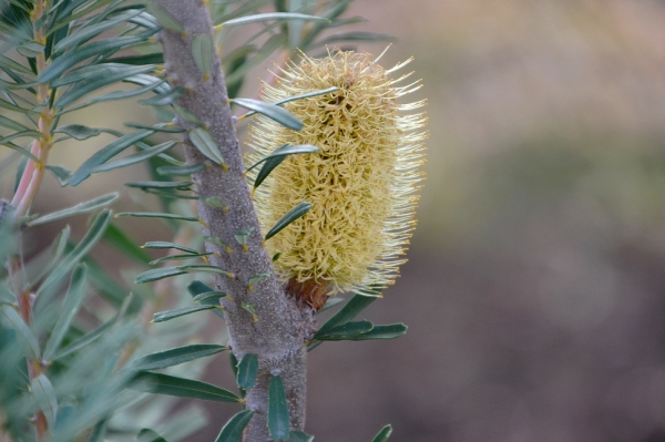 Zdjęcie z Australii - Kwitnie banksia