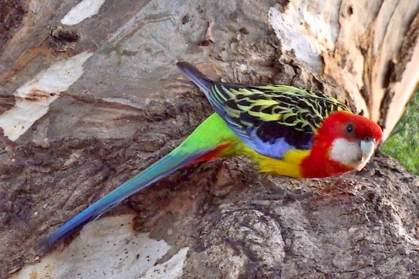 Zdjęcie z Australii - Rozella białolica (Platycercus eximius)